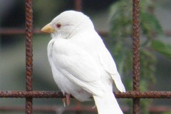 Vogel