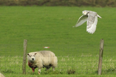 Texel vogeleiland